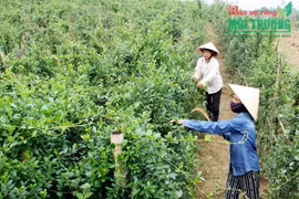 药材种植模式帮助广平省山区农民脱贫致富 
