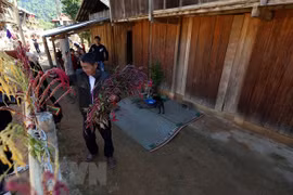 奠边省贡族人兴高采烈过鸡冠花节 