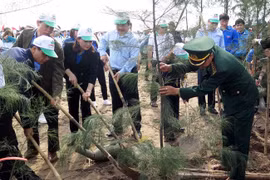南定省在该省沿海地区种植3000棵树共同建设美丽家园