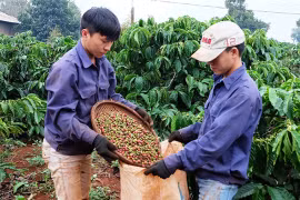 升级越南咖啡品牌