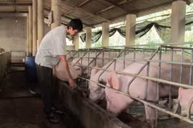 宁平省华闾县宣布非洲猪瘟疫情结束