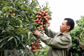北江省荔枝出售情况良好 出售价格更高
