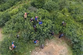  越南致力于保护河江省遗产茶树