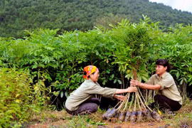 越南林业产业主动采取措施 满足市场的要求