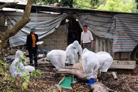 越南莱州省出现首例非洲猪瘟