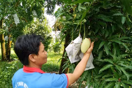 把永隆省芒果出口到美国市场 