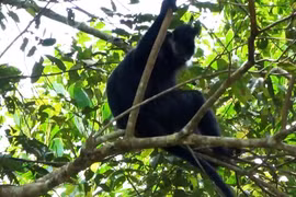 北件省自然保护区发现珍稀的黑叶猴