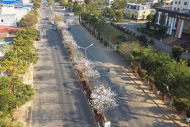 组图：羊蹄甲花成为山罗省旅游的美丽形象