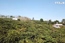 越南咖啡全球所占市场份额有待提高