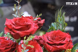 三八国际妇女节：进口的花卉品种受消费者的喜爱