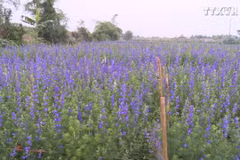 南定省最大花村全力备战春节销售旺季