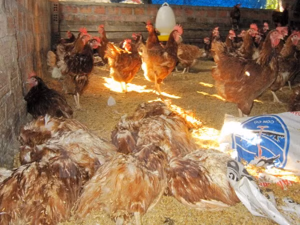 2018年越南将研制禽流感甲型H5N1疫苗 ảnh 1