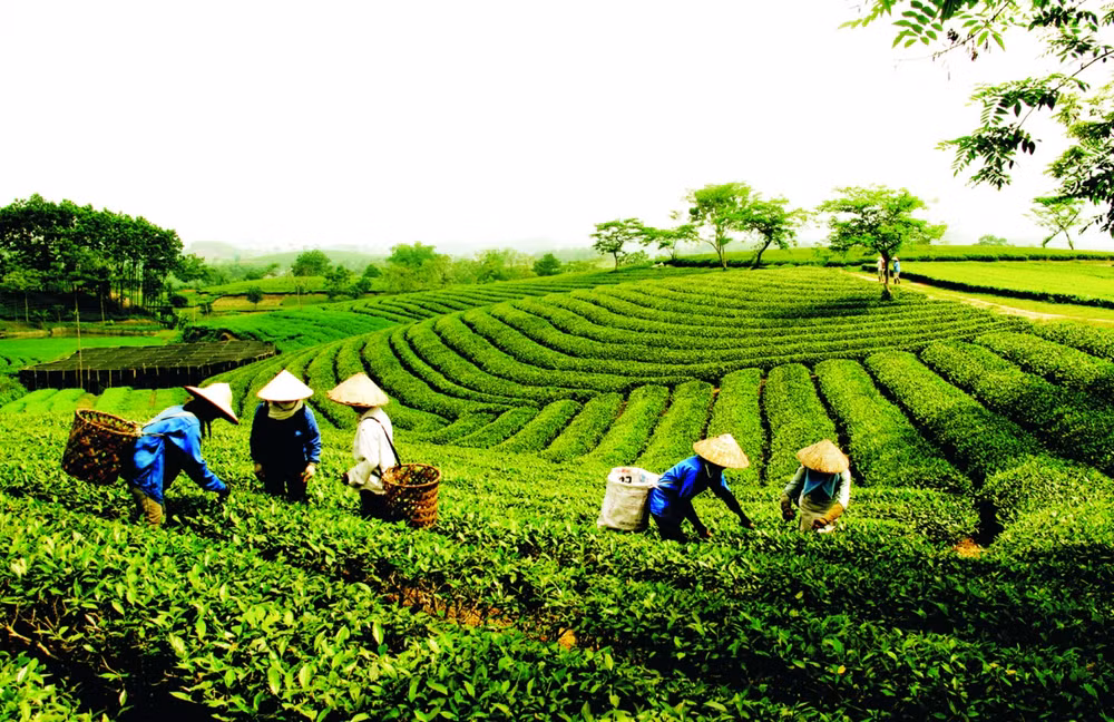 越南茶叶企业要调整方向 把茶叶产品打入苛刻市场 ảnh 1 越南茶叶企业要调整方向 把茶叶产品打入苛刻市场 ảnh 1