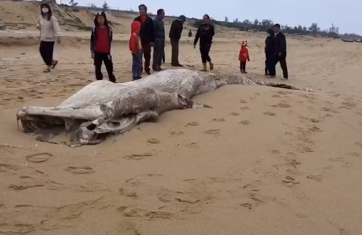 广平省海岸发现一条重约1吨的鲸鱼尸体 ảnh 1