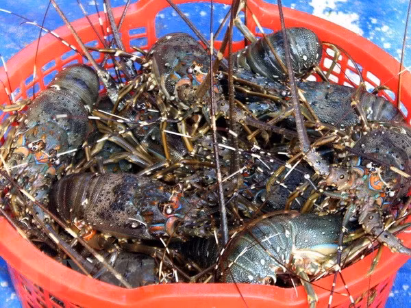 VASEP提议加强虾类产品暂时进口和复出口活动的监管工作 ảnh 1