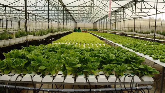 越南芹苴市与荷兰加强高科技农业合作 ảnh 1