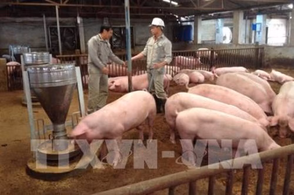《畜牧法》助推越南畜牧业发展 ảnh 1