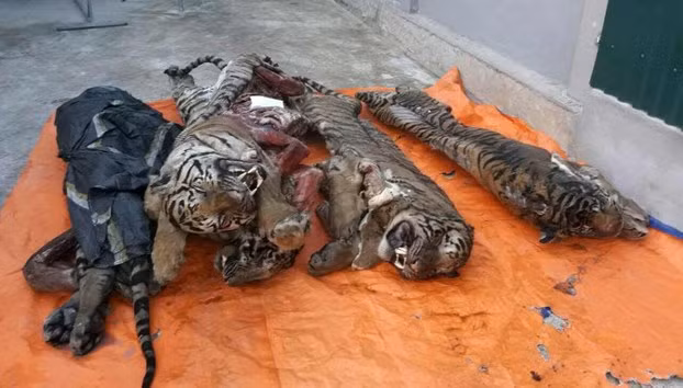 越英两国合作共同加强对野生动植物的保护工作 ảnh 1