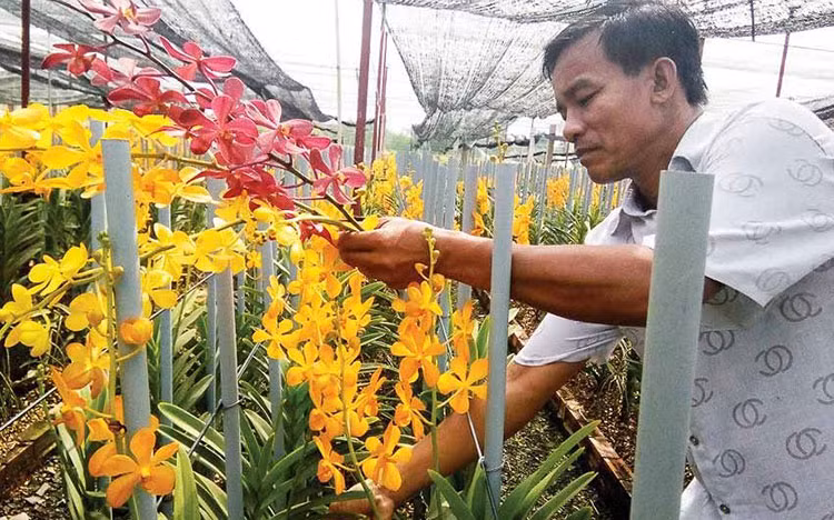 胡志明市减少对兰花种苗的依赖性 促进兰花种植业发展 ảnh 1 胡志明市减少对兰花种苗的依赖性 促进兰花种植业发展 ảnh 1