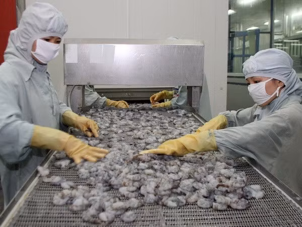 充分利用CPTPP加大虾类产品对加拿大出口力度 ảnh 2