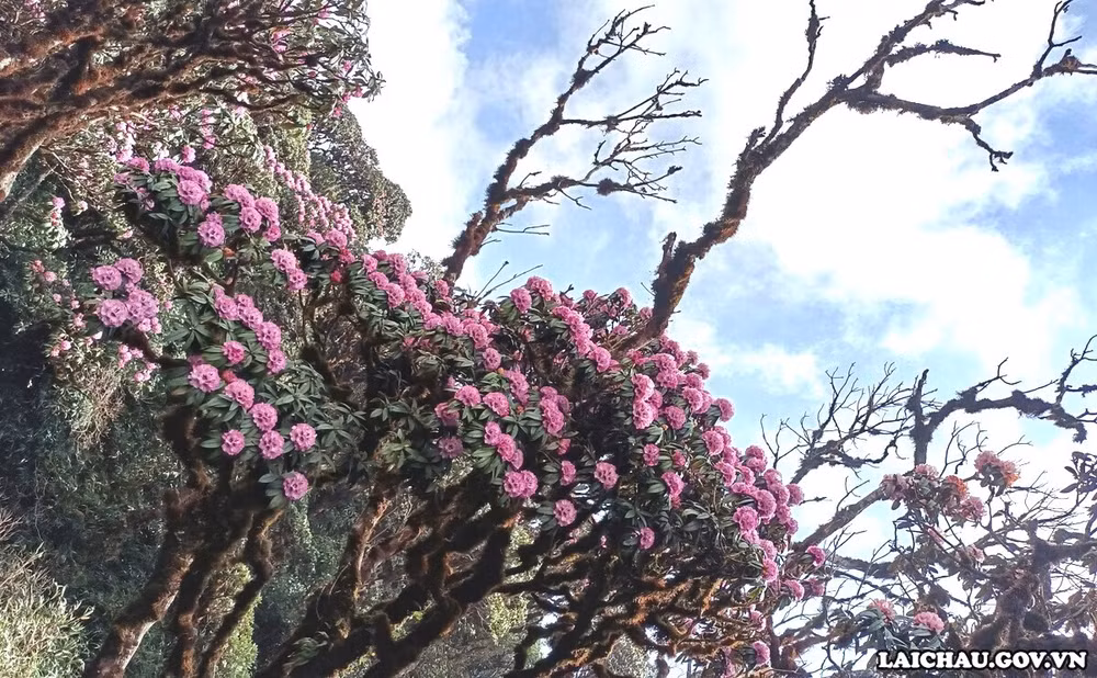 探索莱州省峰峦雄伟的山峰 ảnh 3