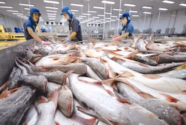 越南查鱼生产与出口活动强劲复苏 ảnh 1