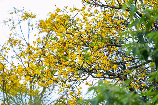 山茶半岛进入盾柱木花季 ảnh 2