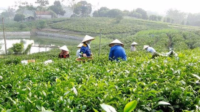 越南太原省保护和发展新疆特产茶叶种植区 ảnh 1