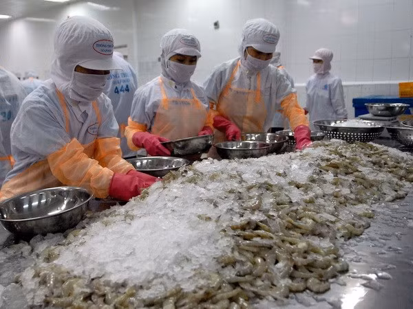 越南白脚虾对欧盟的出口保持上升态势 ảnh 1 越南白脚虾对欧盟的出口保持上升态势 ảnh 1