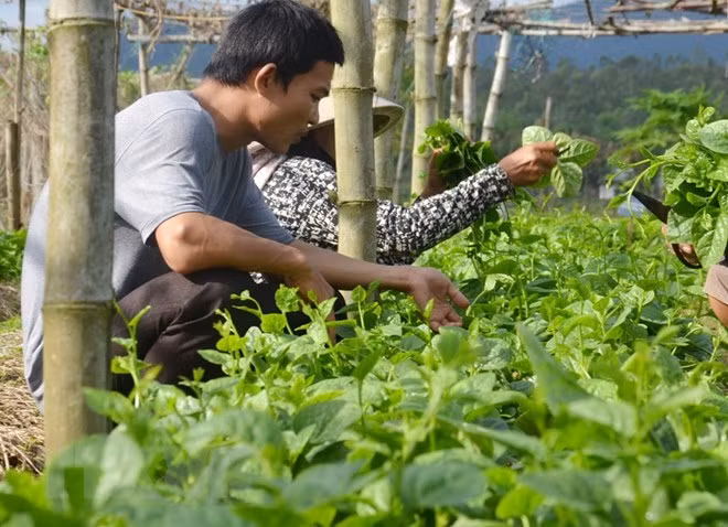 越南FLC集团拟对农业领域投资15亿美元 ảnh 1