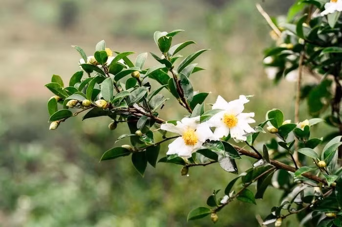 广宁省白色茶油花节将于12月中旬举行 ảnh 1
