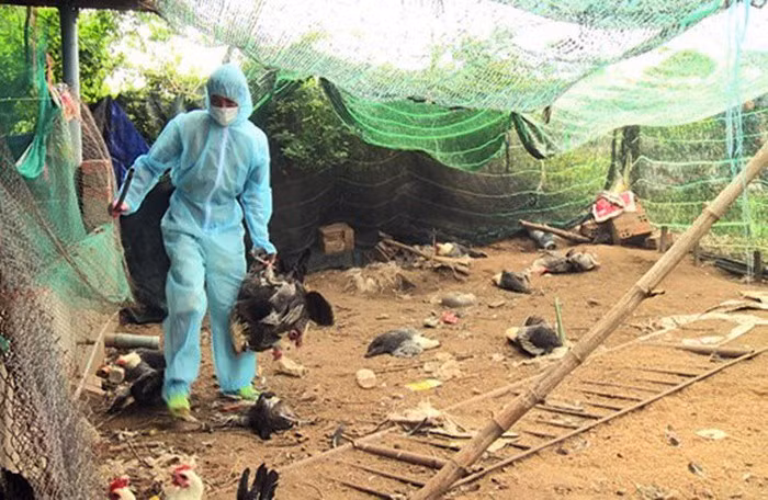越南富安省发现一处H5N6禽流感疫情区 ảnh 1