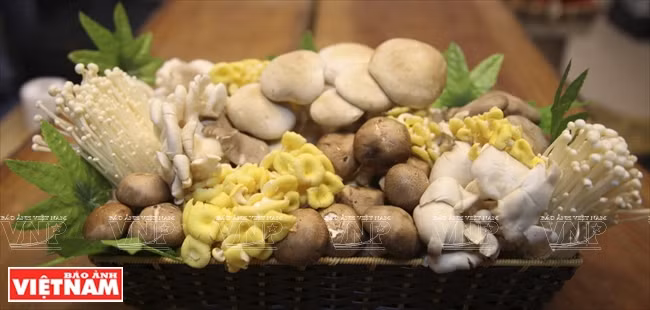 “越南理想”蘑菇品牌 ảnh 1