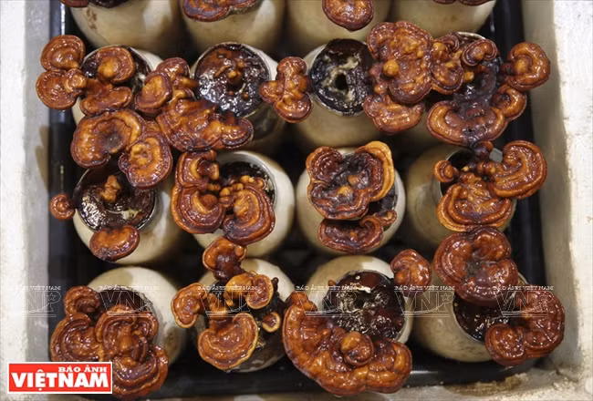 “越南理想”蘑菇品牌 ảnh 10