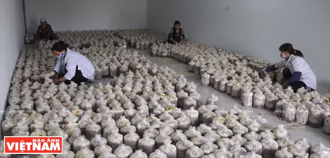 “越南理想”蘑菇品牌 ảnh 2