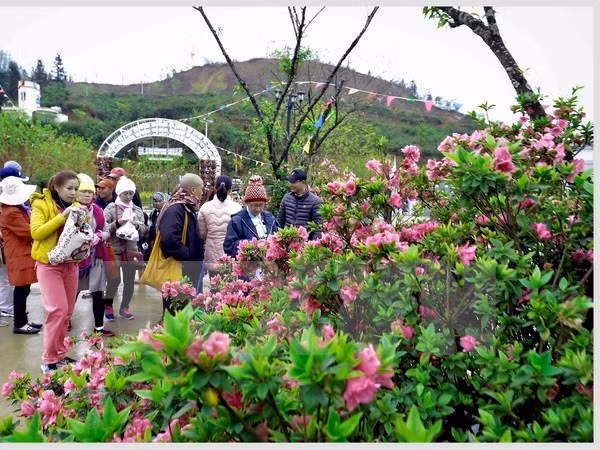 来到番西邦峰观赏杜鹃花 ảnh 1