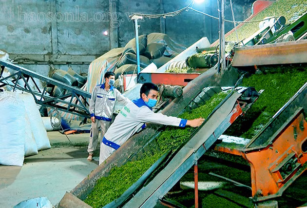 山罗省将高新技术应用于茶叶生产加工 ảnh 1