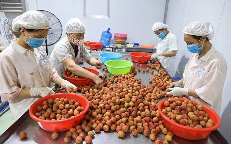遵守标准和质量促进越南水果出口 ảnh 1