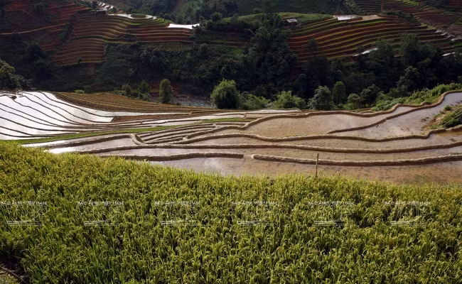 越南：木岗寨梯田美景 ảnh 12