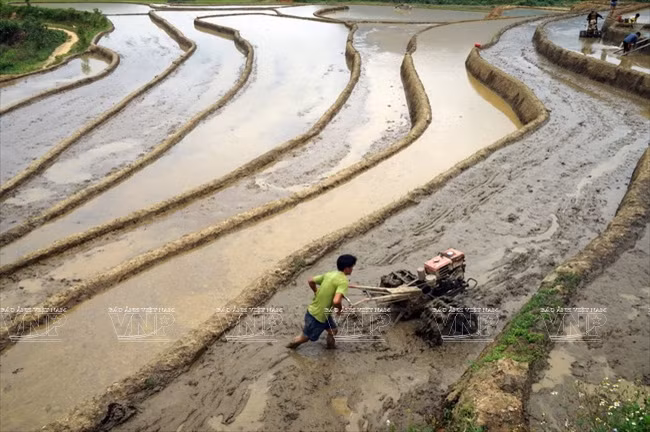 越南：木岗寨梯田美景 ảnh 6
