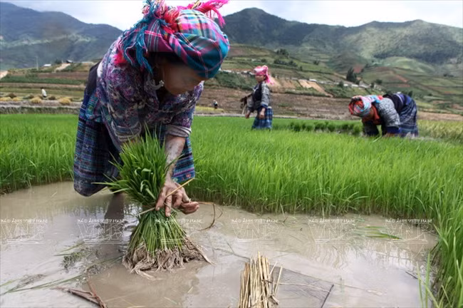 越南：木岗寨梯田美景 ảnh 10