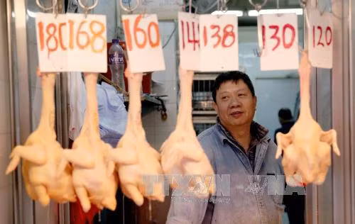 越南积极采取措施 严防甲型H7N9禽流感病毒入境 ảnh 1