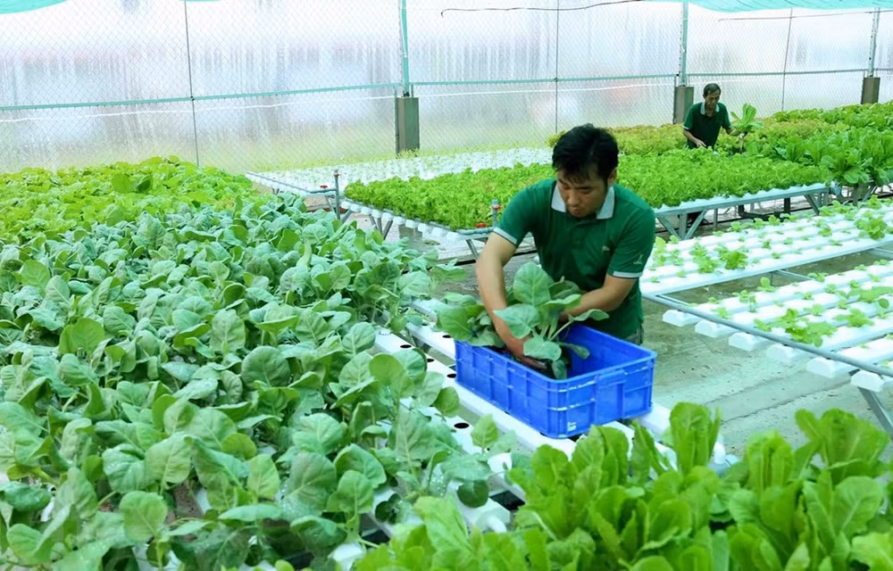 越南政府批准《2021-2030年阶段,远期展望至2050年越南农业与农村可持续发展战略》 ảnh 1 越南政府批准《2021-2030年阶段,远期展望至2050年越南农业与农村可持续发展战略》 ảnh 1
