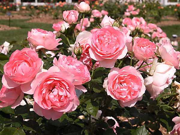 情人节期间大叻玫瑰花价格增加了1-2倍 ảnh 2