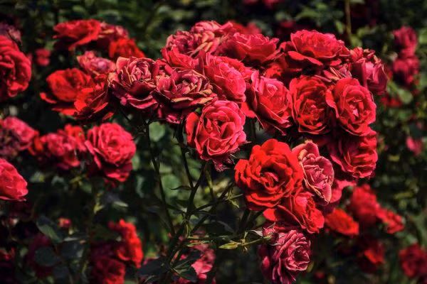 情人节期间大叻玫瑰花价格增加了1-2倍 ảnh 1