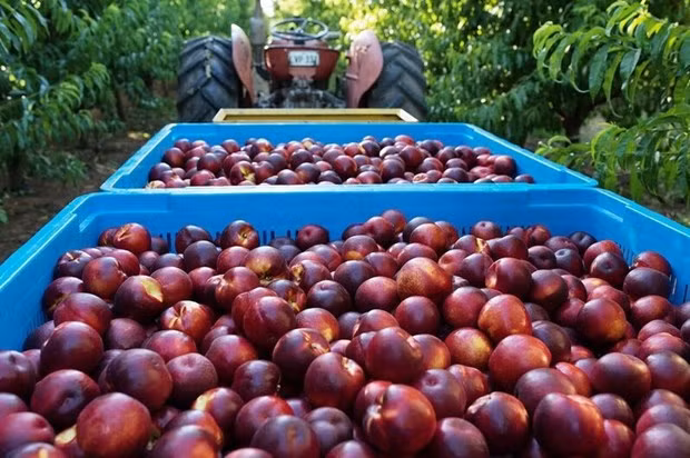 澳大利亚向越南市场试点出口桃子和春桃 ảnh 1