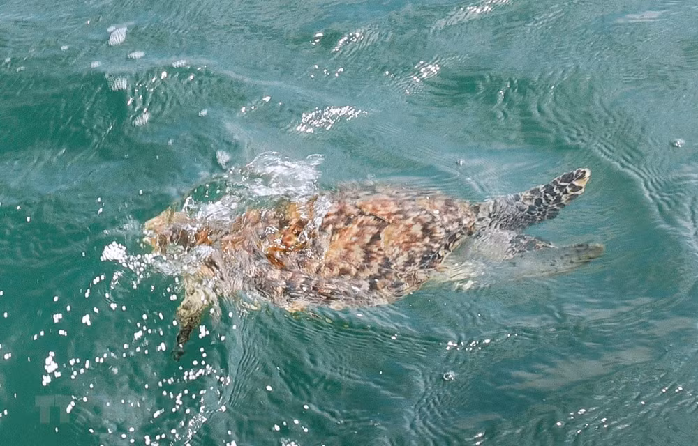 越南成功拯救被塑料垃圾缠绕住的稀有海龟 ảnh 1