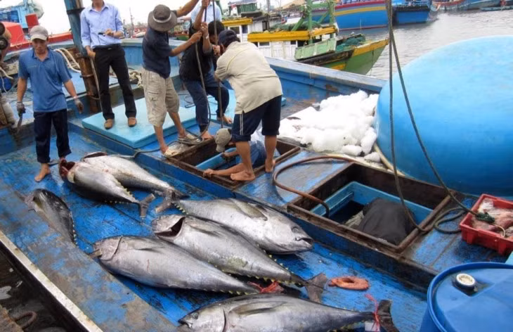 越南努力争取欧盟委员会取消对越南海产的黄牌警告和保障渔业可持续发展 ảnh 1