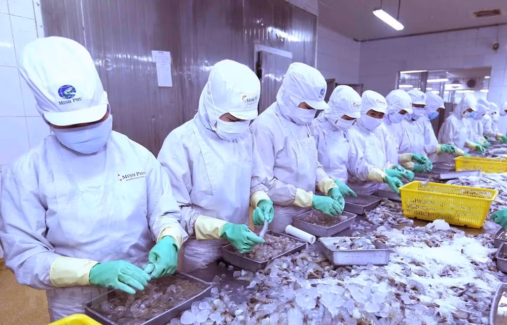 芹苴市与日本企业将虾壳加工成为食品工业原料 ảnh 1 芹苴市与日本企业将虾壳加工成为食品工业原料 ảnh 1