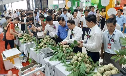 芝陵番荔枝产品推介周在河内开幕 ảnh 2